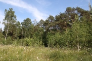 Scheidiges Wollgras mit moorwald im Hintergrund