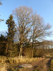 Waldweg mit älteren Buchen und Fichte