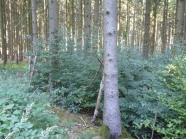 Waldbild