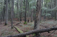 Naturwaldreservat Schönwald bei Kottgeisering