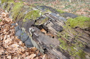 Auf dem Waldboden liegender, weitgehend zersetzter  Baumstamm.