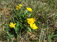 Die im Frühjahr gelb blühende, giftige Sumpfdotterblumewächst ist typisch für feuchte Standorte.