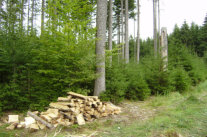 Brennholz und Totholz in Denklingen