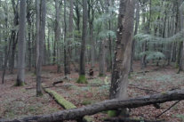 Naturwaldreservat Schönwald bei Kottgeisering