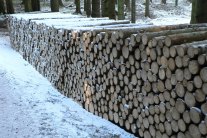 Stapel mit schwachen Fichtenfixlängen (Foto: Gero Brehm)