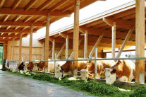 Kühe in einem mit Holz gebauten Stall