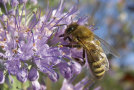 Biene an Blüte © Stefan Berg