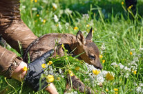 Hand hält Kitz vor Wiese